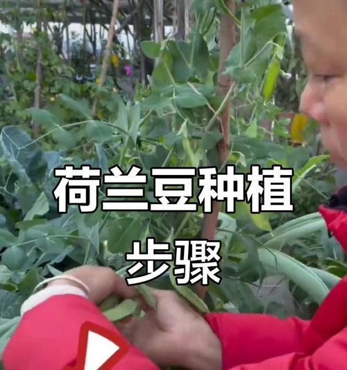 荷兰豆的最佳播种时间是什么时候？
