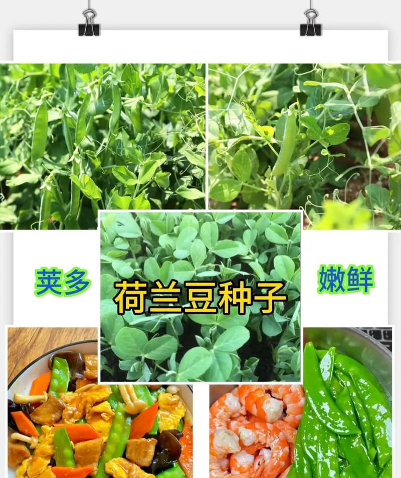 荷兰豆的最佳播种时间是什么时候？
