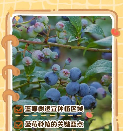 蓝莓栽培的关键技术要点是什么？