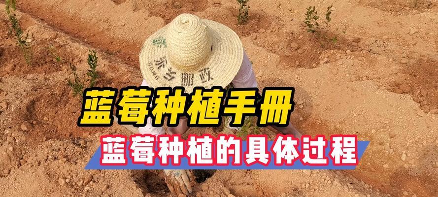 蓝莓栽培的关键技术要点是什么？