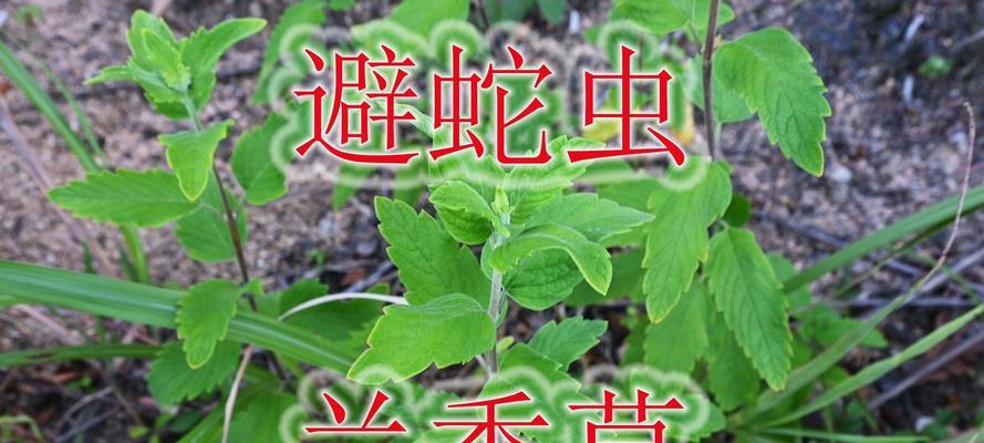 香草是哪些植物的花？香草植物的种类有哪些？
