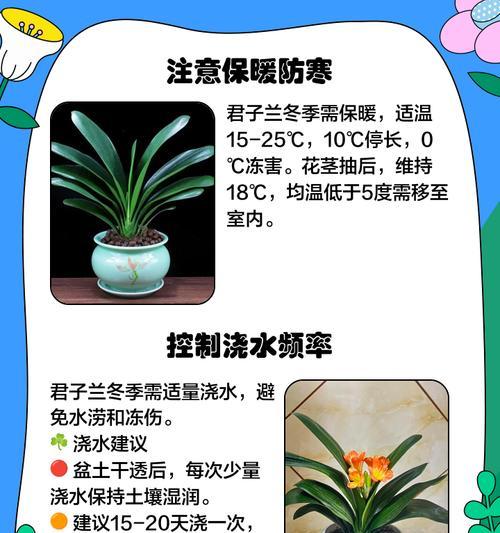 用羊骨头养君子兰的方法是什么？
