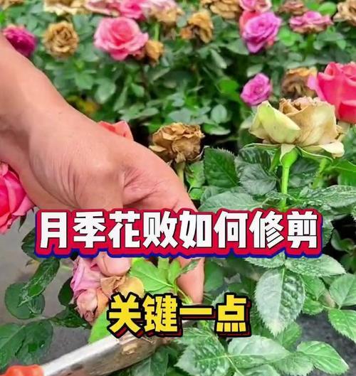 很多根枝条的月季怎么养？养护过程中的关键点是什么？