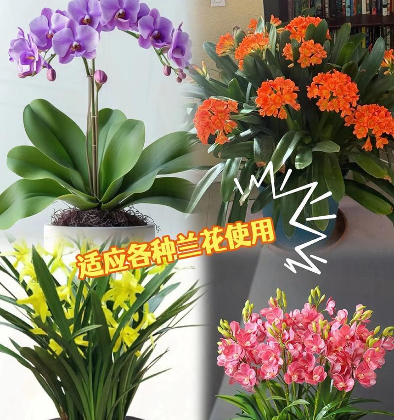 蚕蛹如何用作君子兰的肥料？具体步骤是什么？