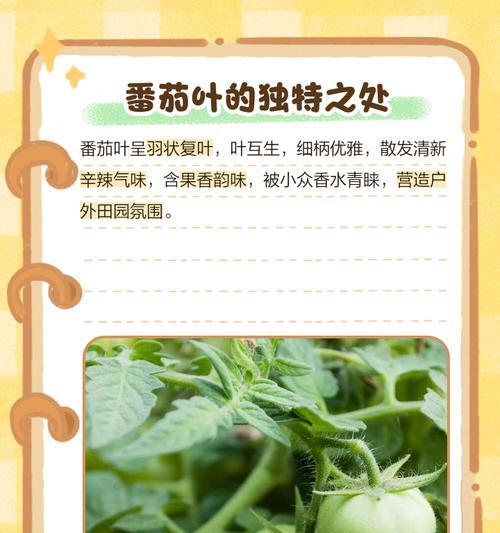 生物番茄栽培技术有哪些独特之处？