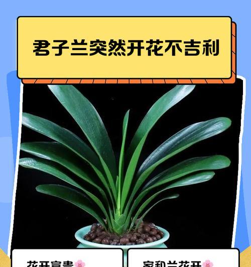 水培君子兰的寓意和养护要点是什么？