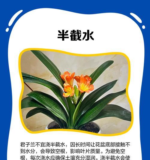 水培君子兰的寓意和养护要点是什么？