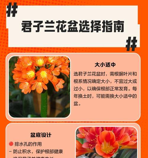 北京地区君子兰地栽的注意事项有哪些？