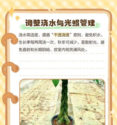 龙骨叶子发干发黄了怎么办？可能的原因及解决方法？