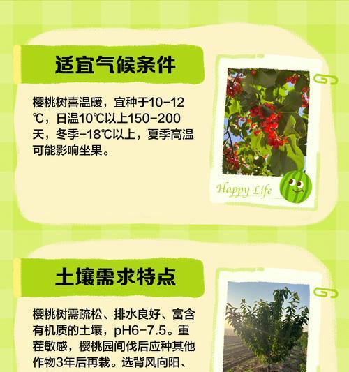 反季樱桃栽培技术要点是什么？常见问题有哪些？