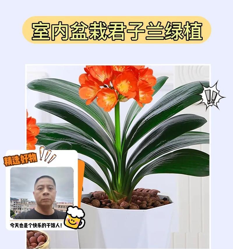 君子兰材料的制作方法是什么？