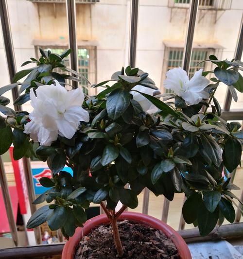 哪些阳台花草能让家更旺？