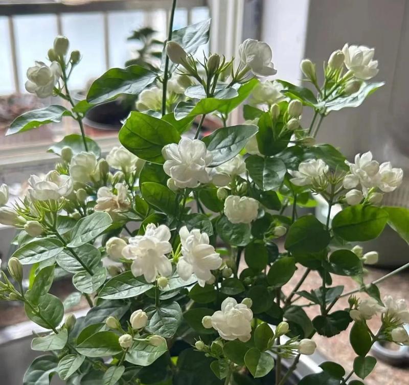 哪些阳台花草能让家更旺？