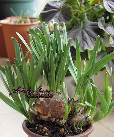 紫芋球根植物烂根后应如何处理和抢救？
