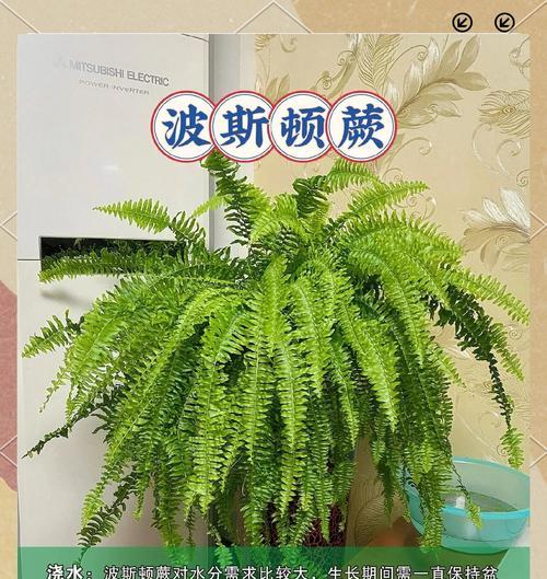 新发现的观赏植物有哪些？它们的养护要点是什么？