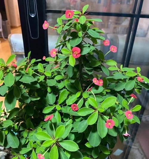 新发现的观赏植物有哪些？它们的养护要点是什么？