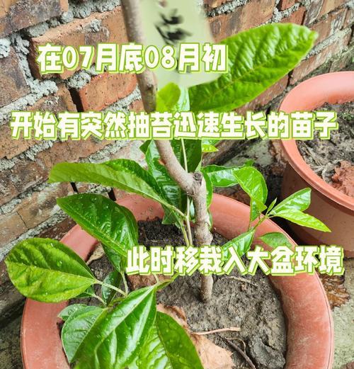 今日播种指南：哪些植物种子适合今天播种？