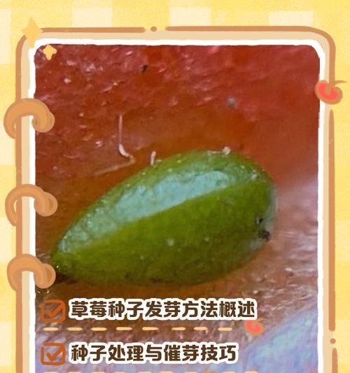 今日播种指南：哪些植物种子适合今天播种？