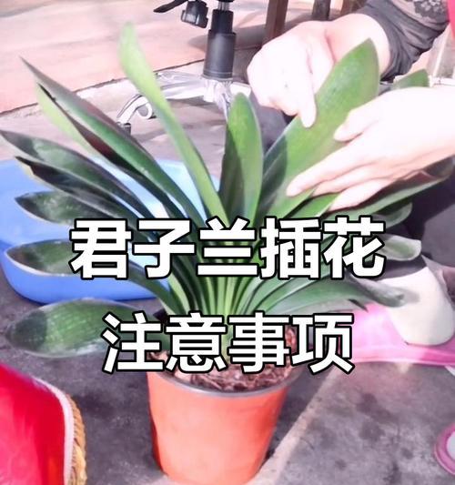 君子兰干叶子如何正确种植？
