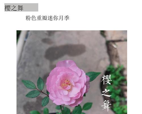 姬月季不长花苞怎么办？有哪些有效的方法？