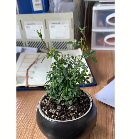 姬月季不长花苞怎么办？有哪些有效的方法？