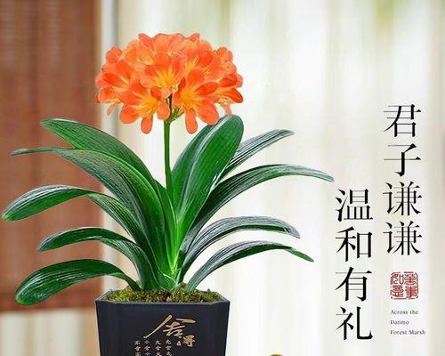 两盆君子兰怎么摆放？摆放时应注意哪些风水和美观？