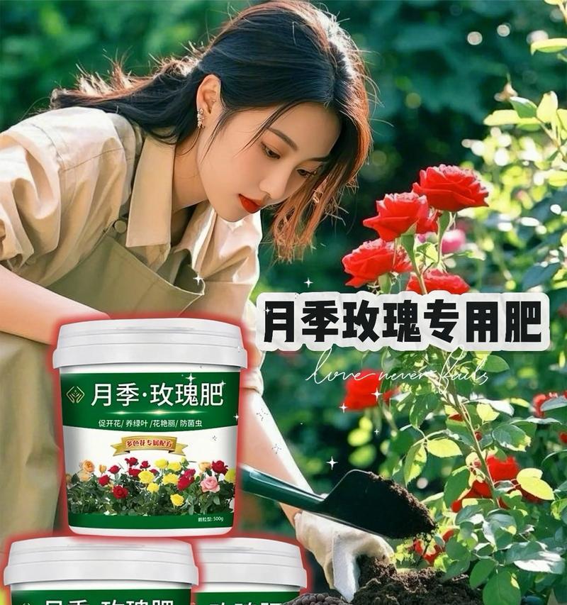 月季专用生长肥料的正确使用方法是什么？