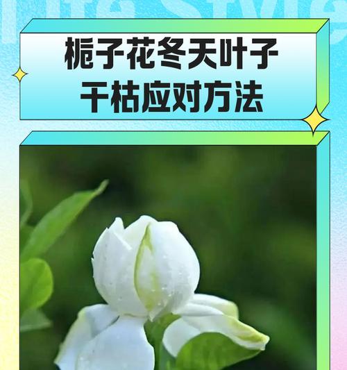 四季栀子花叶子发黄干叶的原因是什么？如何解决四季栀子花叶子问题？