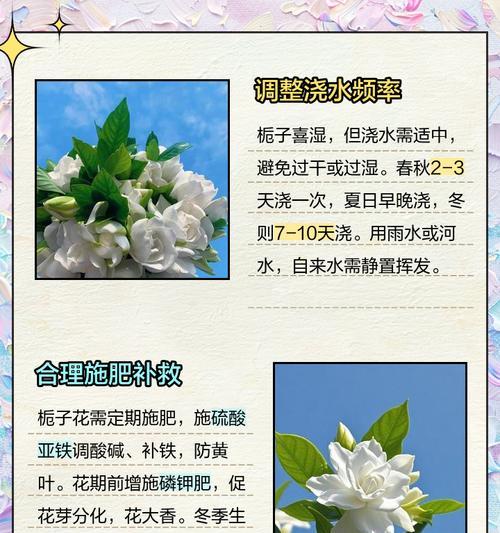 四季栀子花叶子发黄干叶的原因是什么？如何解决四季栀子花叶子问题？