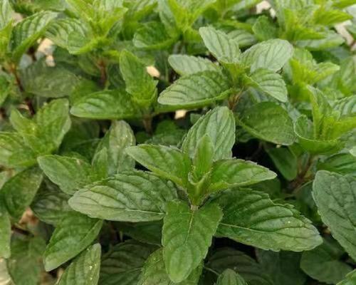 沼泽过滤香草类植物有哪些？如何选择适合的品种？
