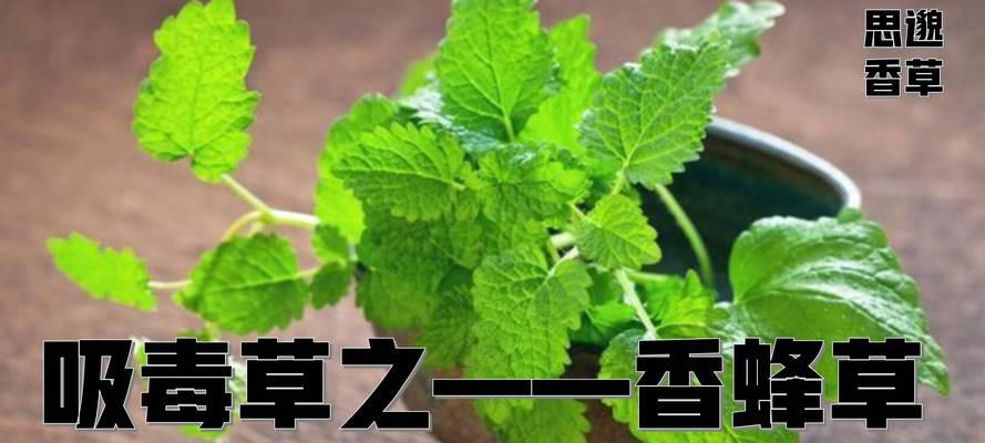 沼泽过滤香草类植物有哪些？如何选择适合的品种？