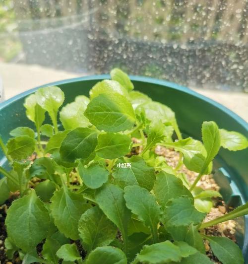 巨轮植物为何不能播种？播种失败的原因是什么？