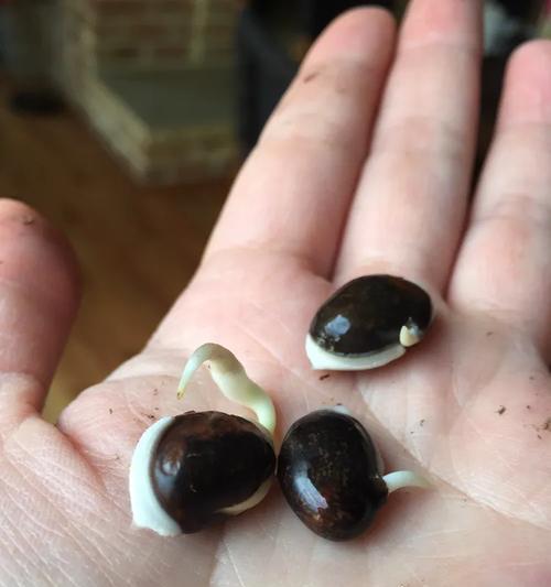 巨轮植物为何不能播种？播种失败的原因是什么？