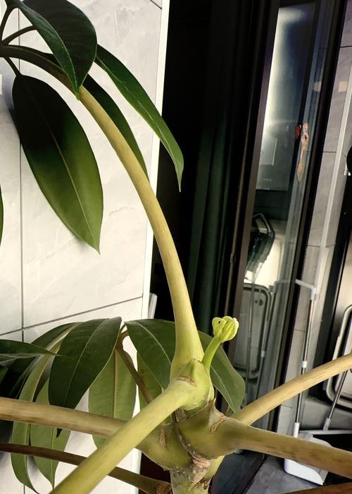 大叶伞的栽培技术要点是什么？
