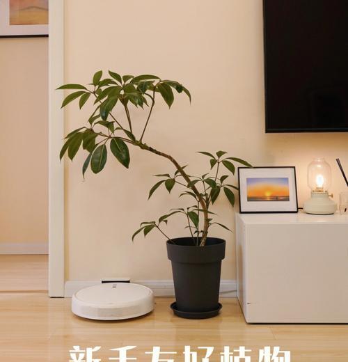 大叶伞的栽培技术要点是什么？