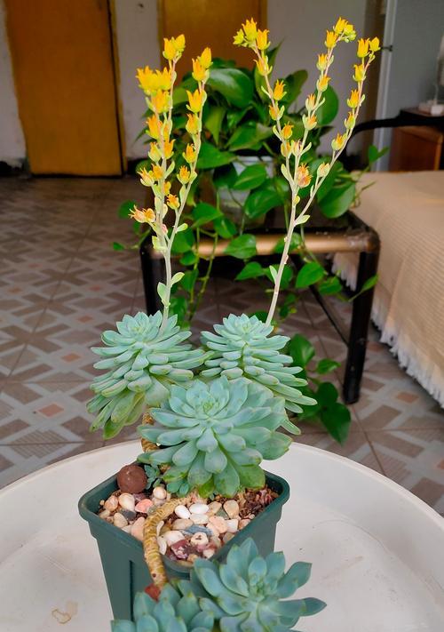 阳台上的黄色花朵是什么植物？