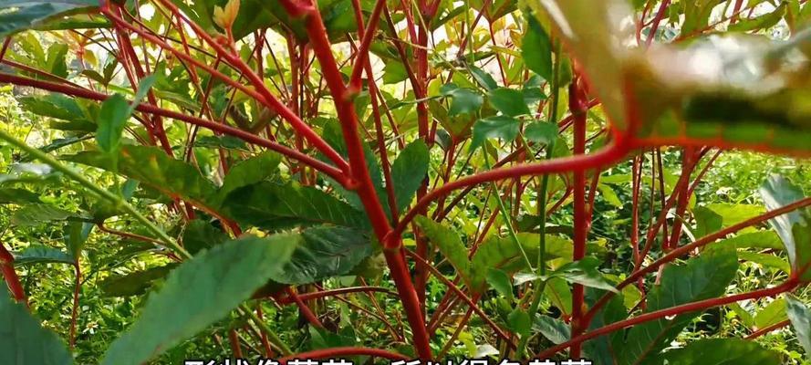 阳台上的黄色花朵是什么植物？