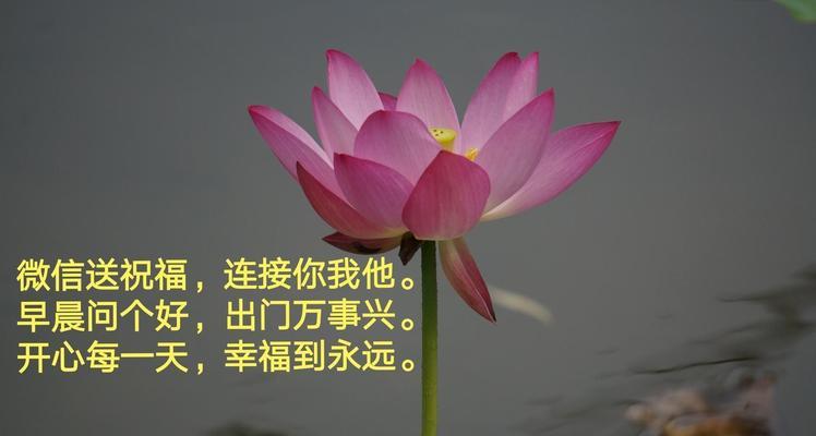 阳台花死亡后为何要及时丢掉？