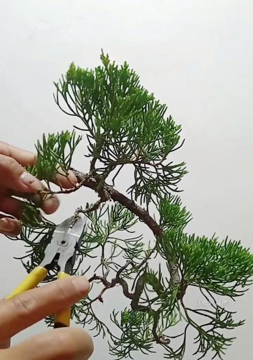 小盆景如何定型才好看？有哪些技巧可以学习？