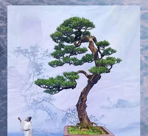 小盆景如何定型才好看？有哪些技巧可以学习？