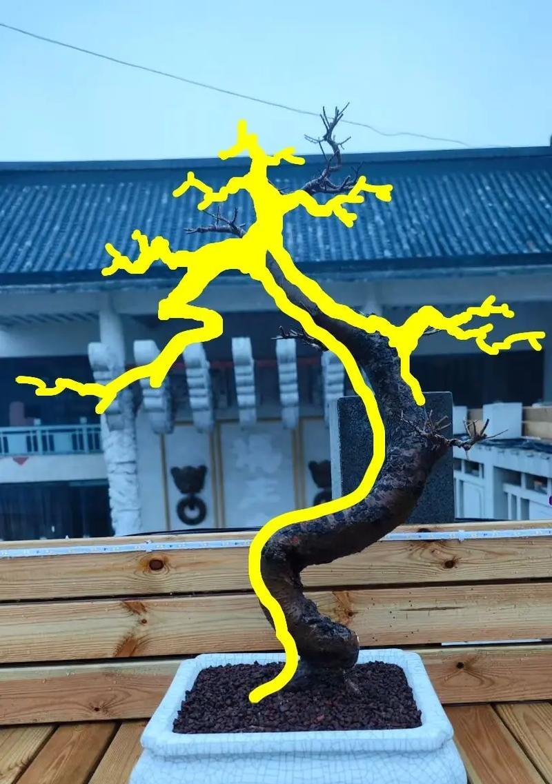 小盆景如何定型才好看？有哪些技巧可以学习？