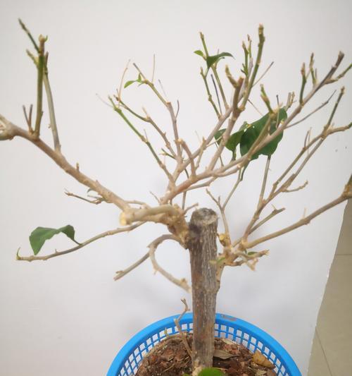 三角梅枝条如何培养出健康的根系？
