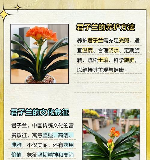 君子兰盆景架子的选择标准是什么？