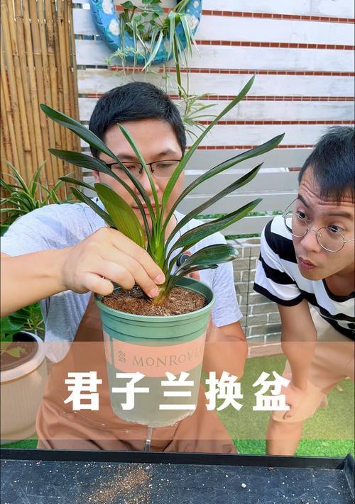 君子兰盆景架子的选择标准是什么？