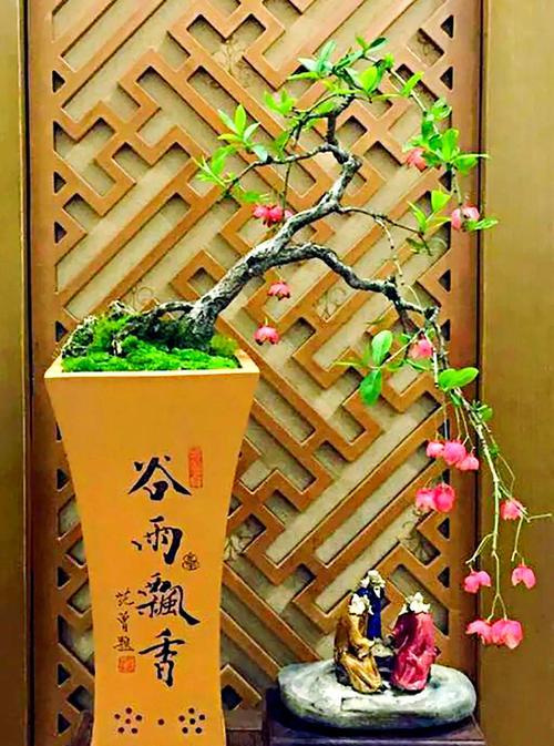 盆景遮荫搭架的正确方法是什么？