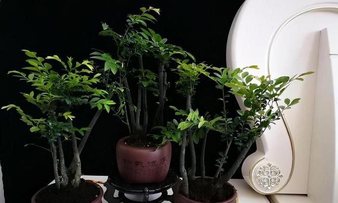 盆景遮荫搭架的正确方法是什么？