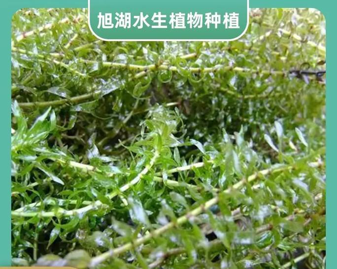 成熟的水生植物有哪些？常见水生植物介绍。