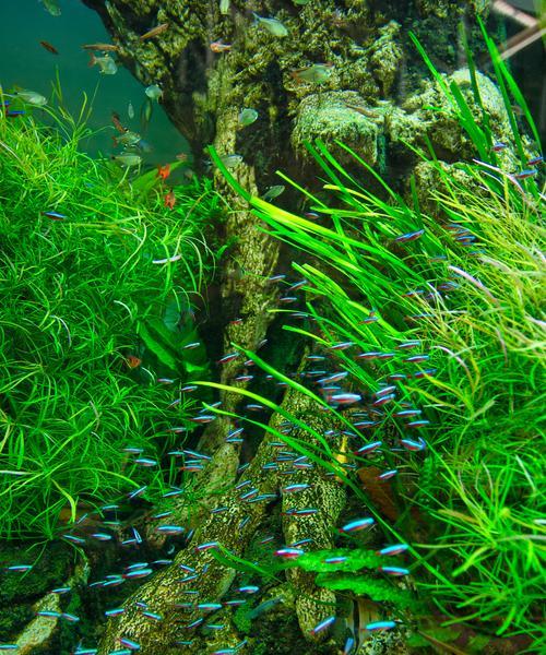 成熟的水生植物有哪些？常见水生植物介绍。