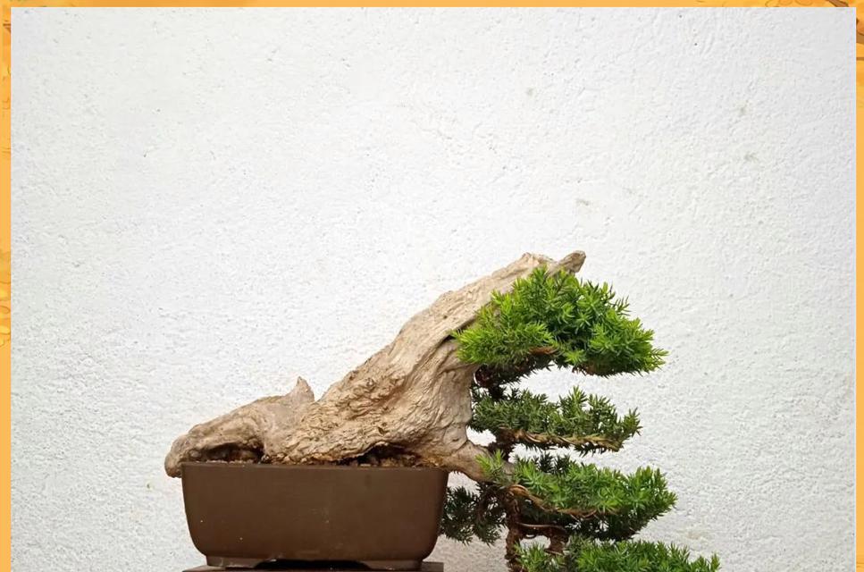 盆景树干如何打造更美观？