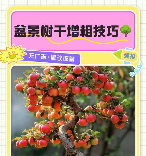 盆景树干如何打造更美观？
